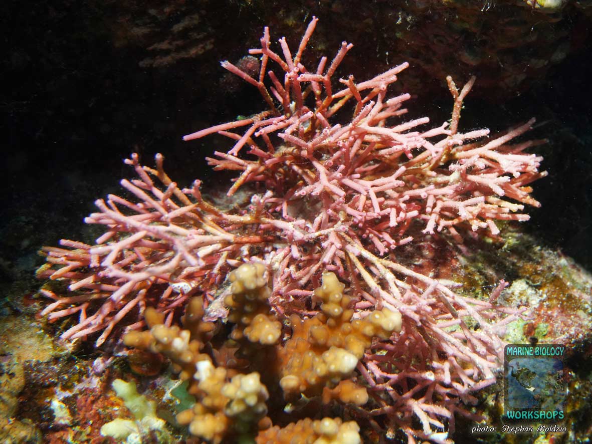 Filamentous calcareous red algae (Amphiroa sp.) in the Red Sea
