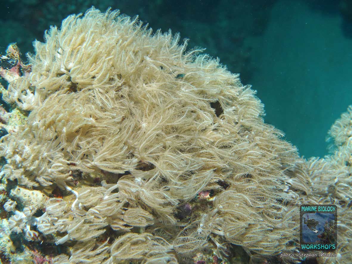 waving hand cora (Anthelia sp.) in Marsa Shagra, Marsa Alam, Egypt