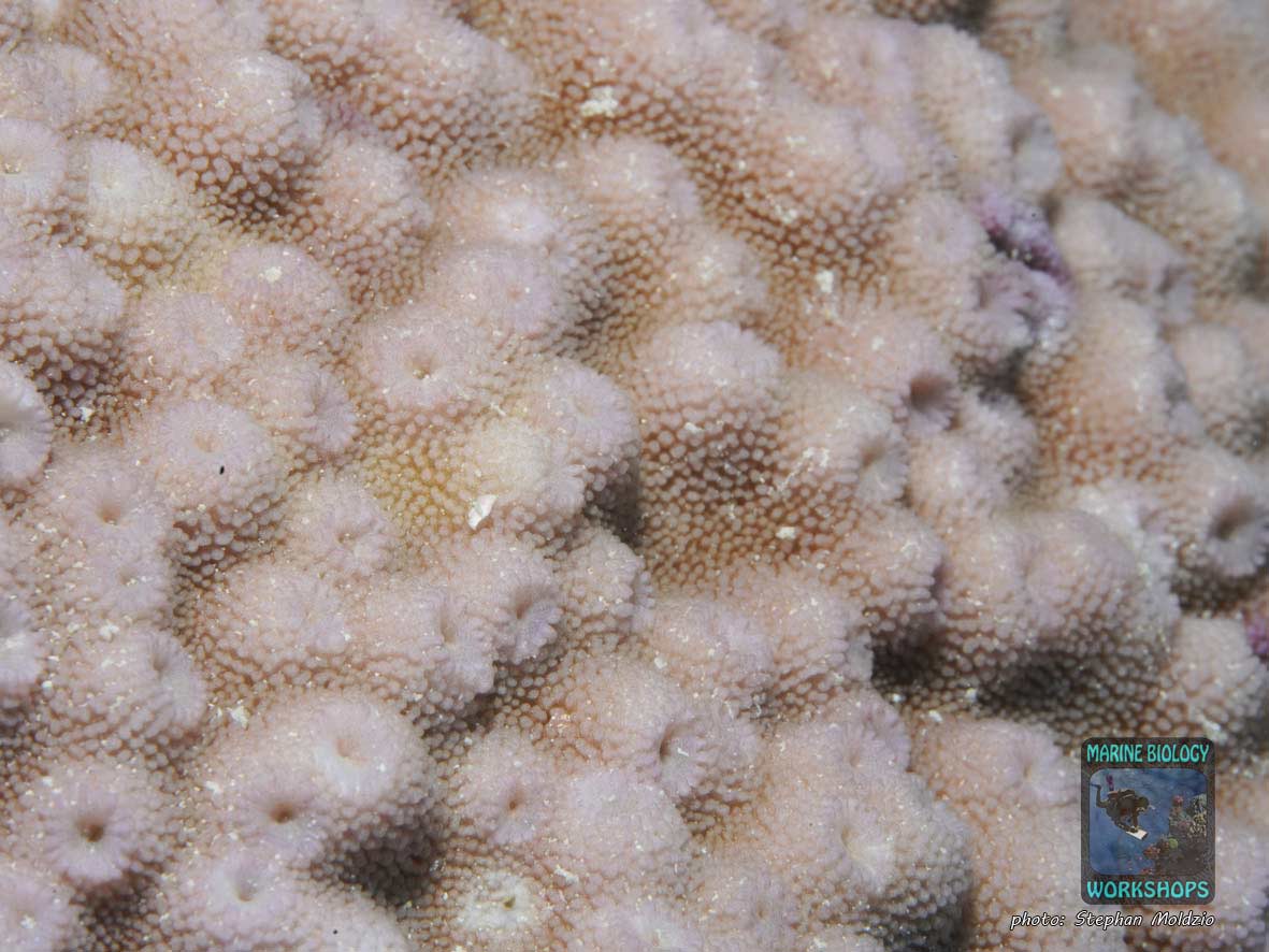 LPS Steinkoralle Astreopora, Rotes Meer