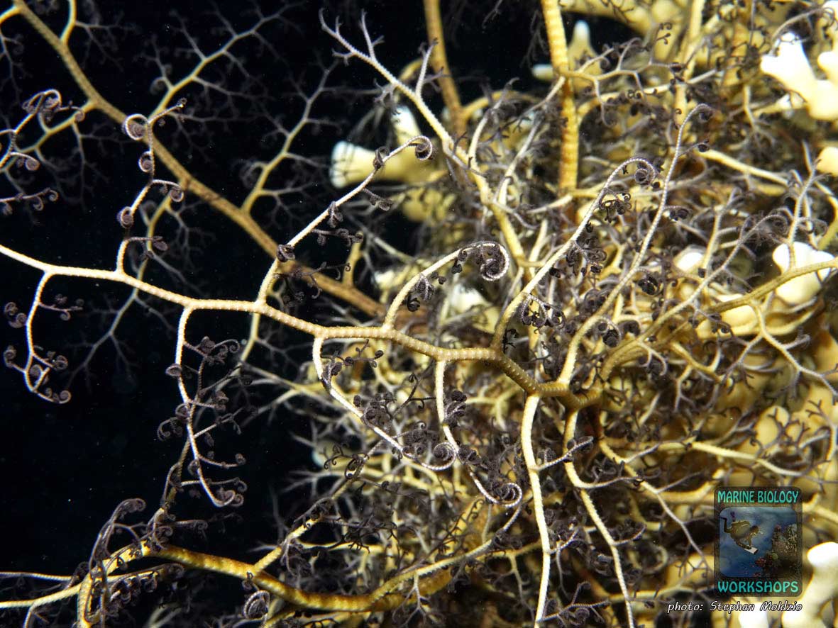 Gorgonenhaupt bei Nacht, Rotes Meer