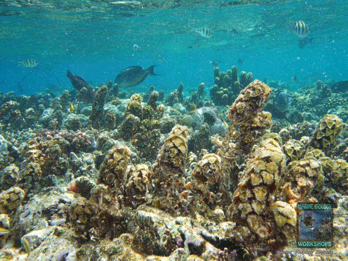 Brown algae (Turbinaria sp.) in the Red Sea
