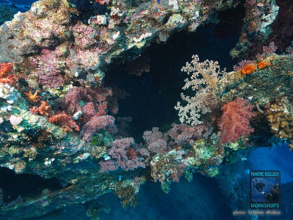 Wrack der Carnatic, nördliches Rotes Meer, Ägypten