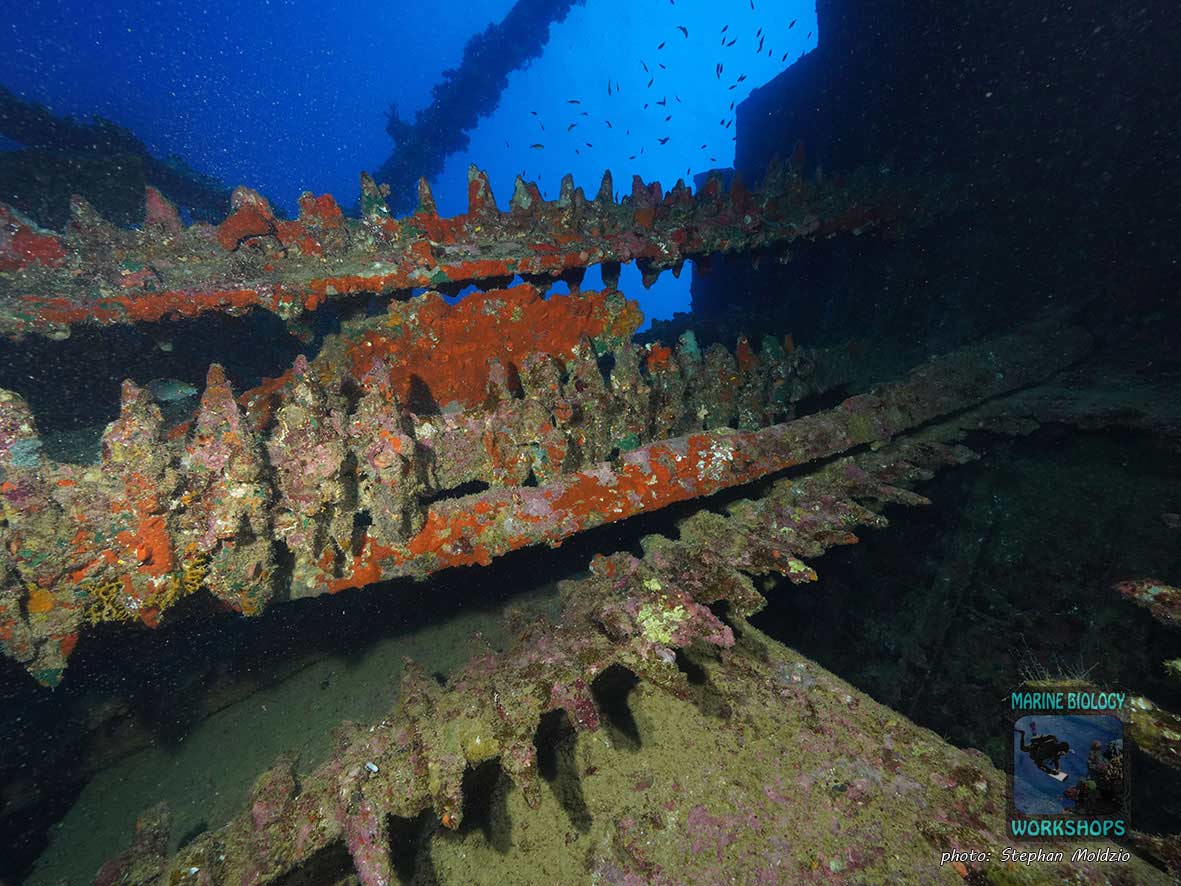 Wrack der Carnatic, nördliches Rotes Meer, Ägypten