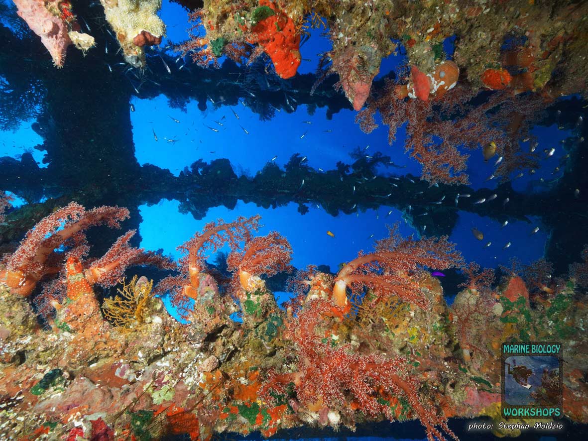 Wrack der Carnatic, nördliches Rotes Meer, Ägypten