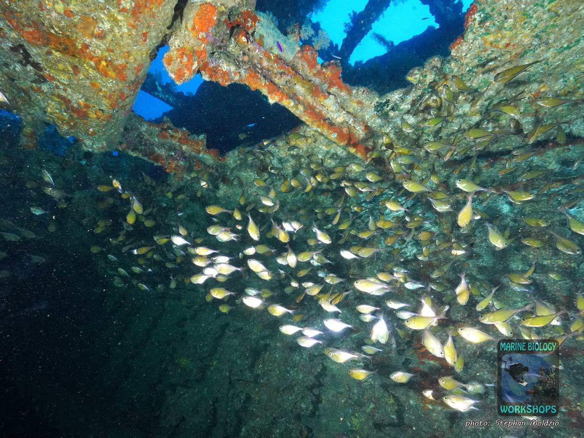 Wrack der Carnatic, nördliches Rotes Meer, Ägypten