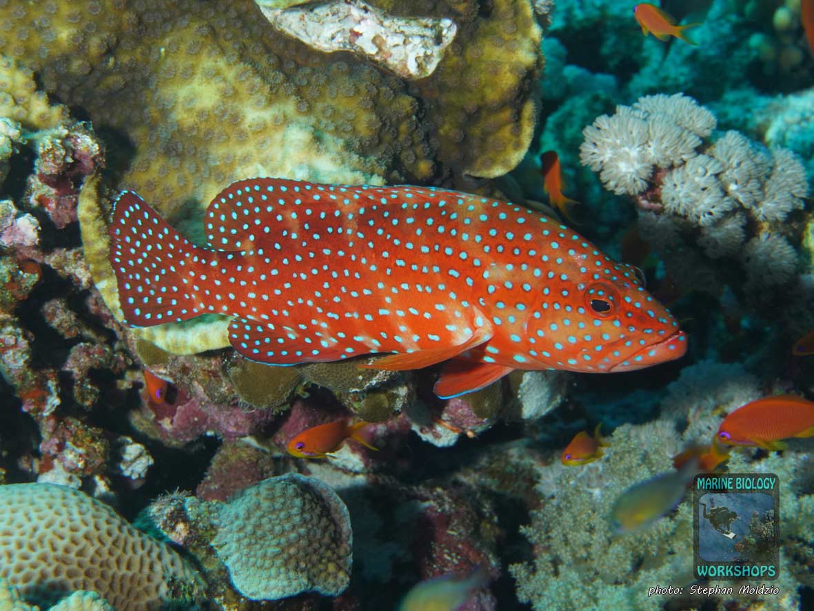 Coral Hind (Cephalopholis miniata) at Elphinstone Reef, Marsa Alam, Egypt