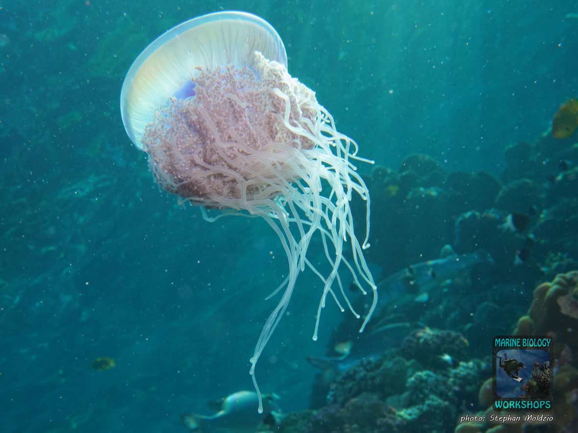 Crowned Jellyfish (Cephea cephea) Marsa Shagra, Marsa Alam, Egypt