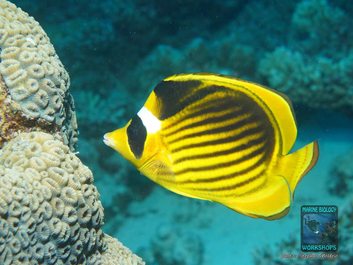 Tobacco butterflyfish (Chaetodon fasciatus) in the Red Sea