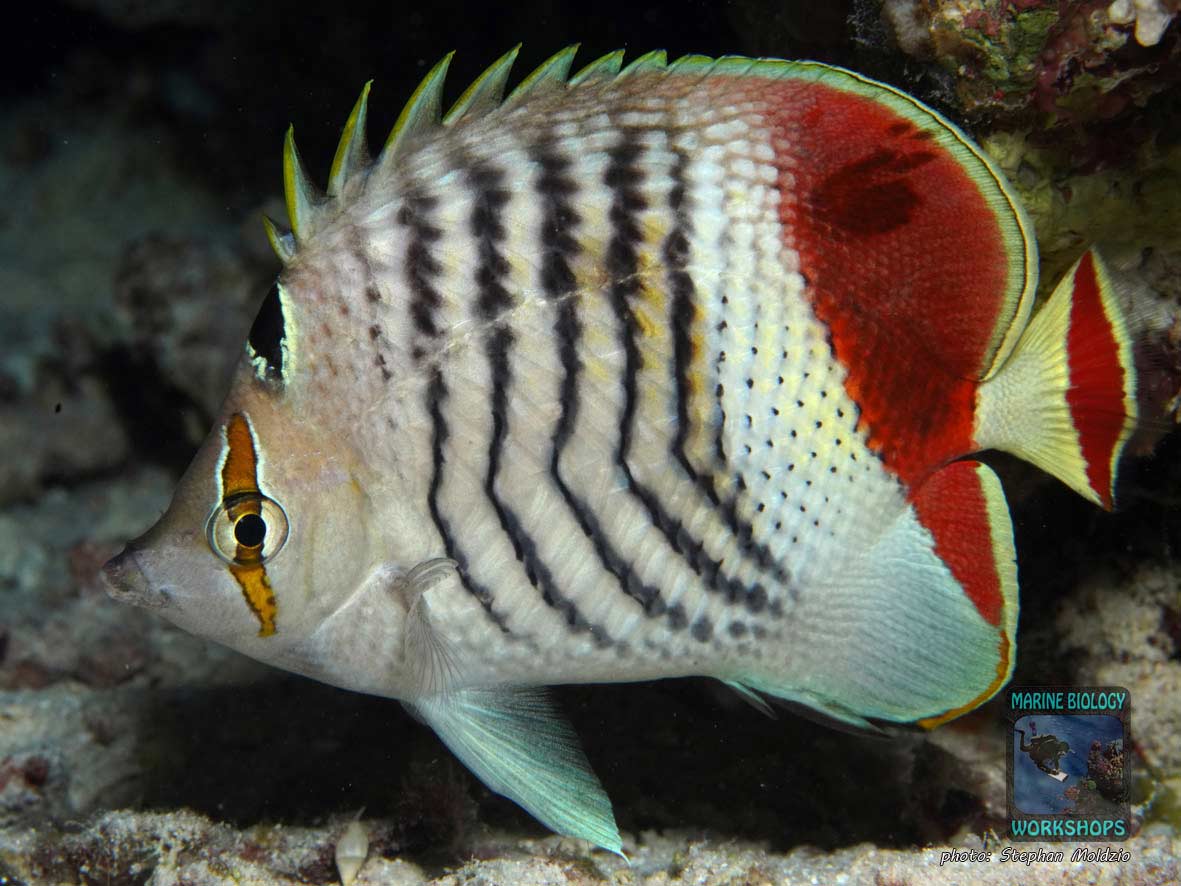 Rotfleck-Falterfisch (Chaetodon paucifasciatus)