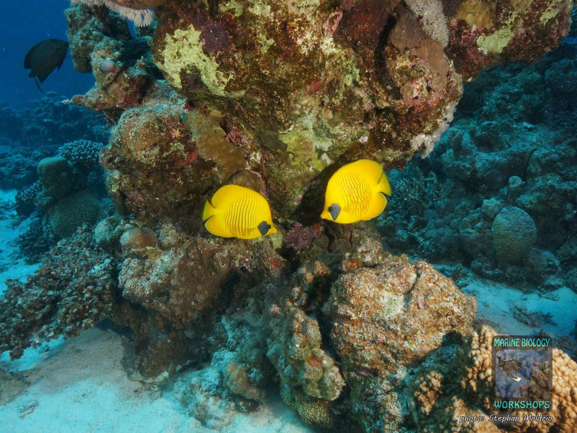 Pair of Masked Butterflyfish (Chaetodon semilarvatus) at Long Canyon, Marsa Alam, Egypt.