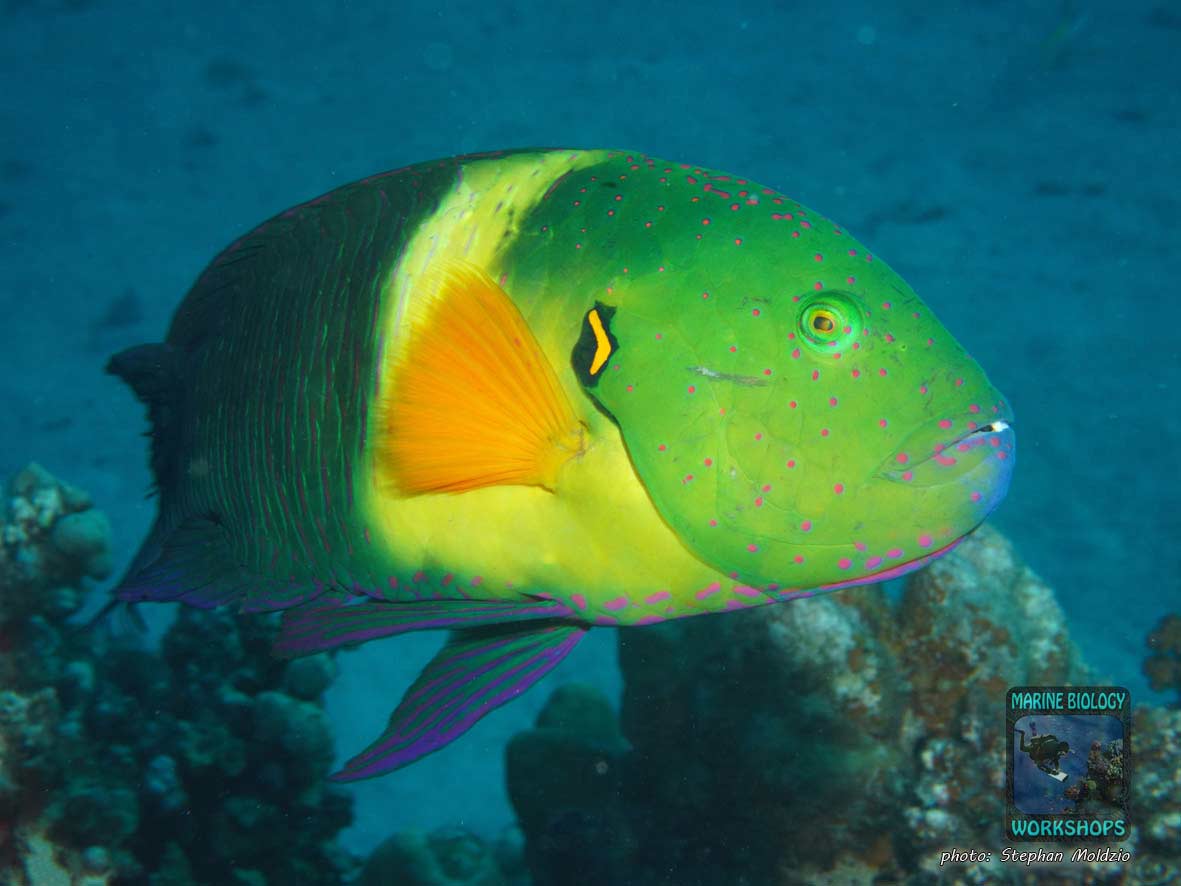 Broomtail wrasse (Cheilinus lunulatus) in the Red Sea