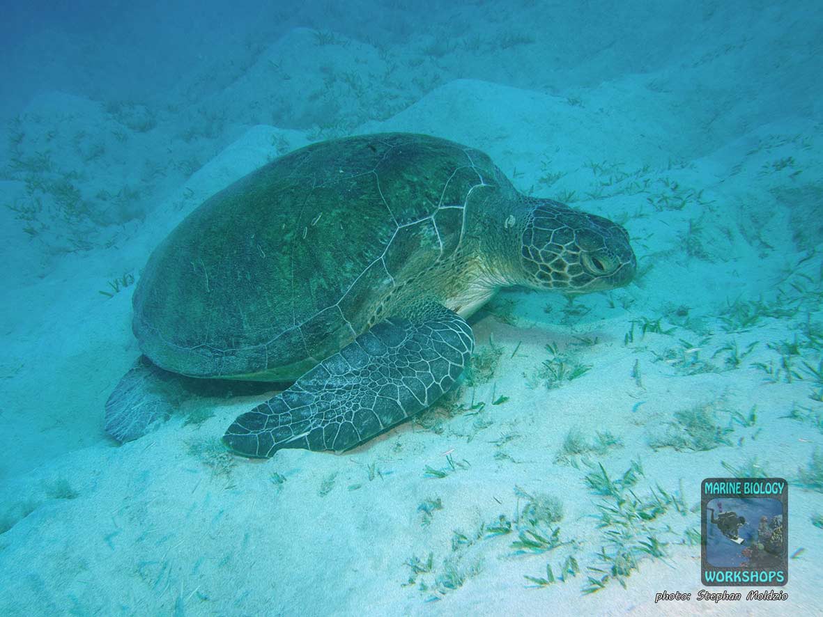 Green Sea Turtle (Chelonia mydas) in Marsa Abu Dabab, Marsa Alam, Egypt.
