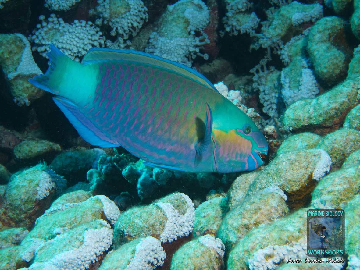 Ballhead parrotfish (Chlorurus sordidus) in the Red Sea