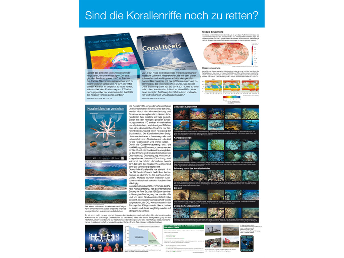 Illustration Korallenbleichen