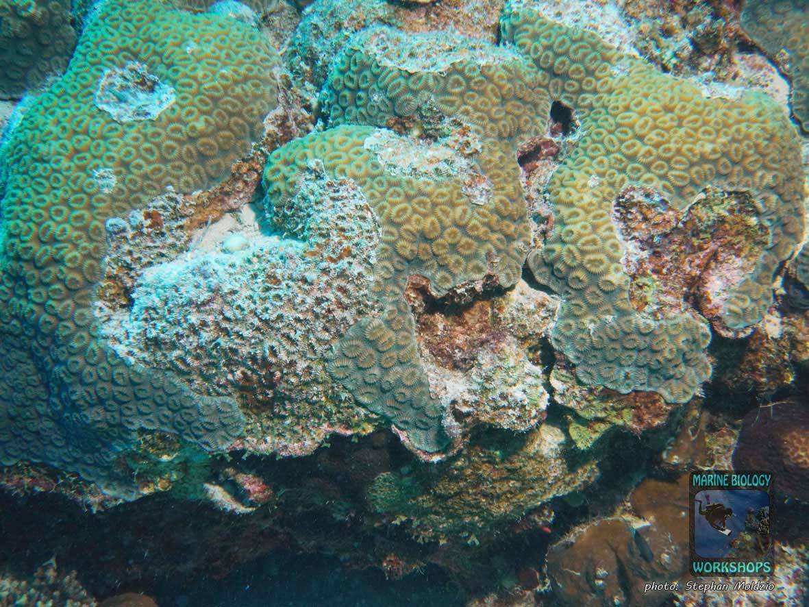 Damaged, recovering star coral (Dipsastrea sp.) after coral bleaching