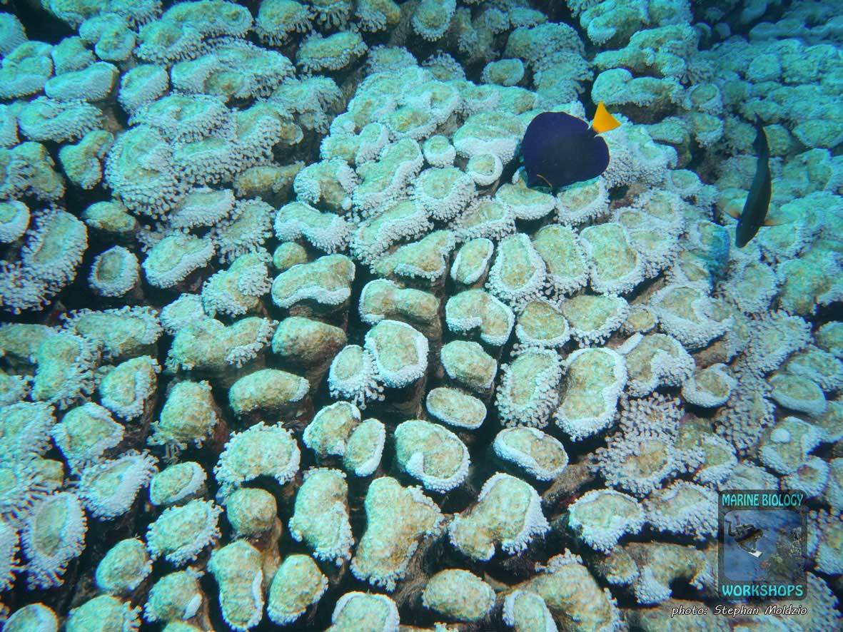 Damaged, recovering marguerite coral (Goniopora sp.) after coral bleaching