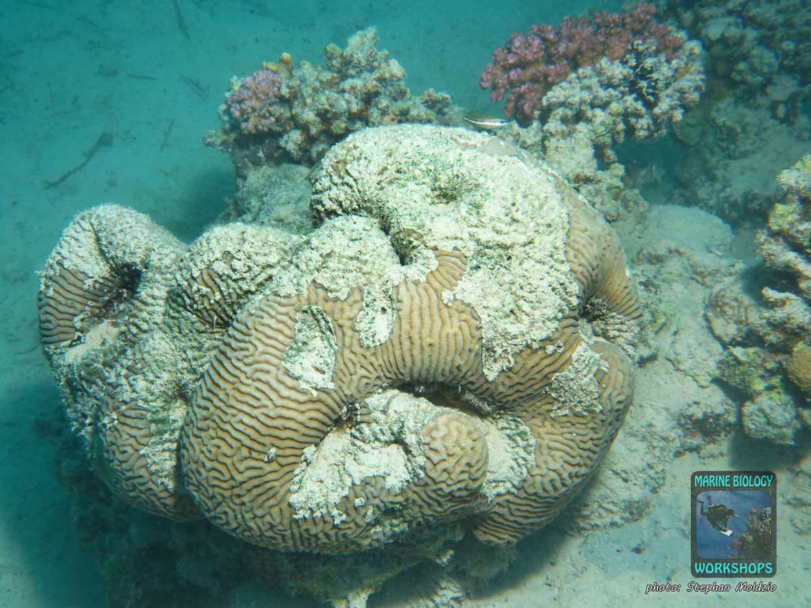 Damaged, recovering brain coral (Platygyra sp.) after coral bleaching