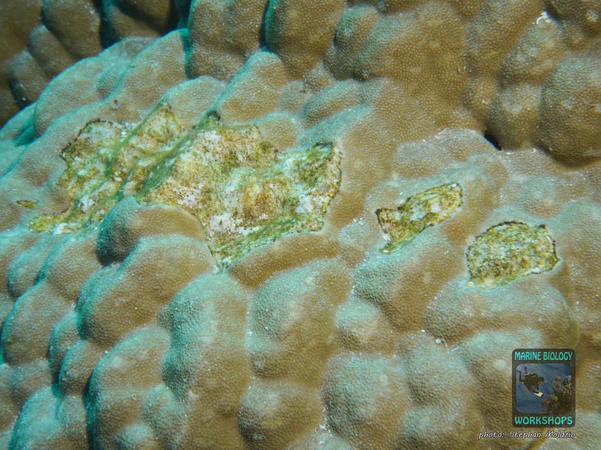 Damaged, recovering pore coral (Porites sp.) after coral bleaching