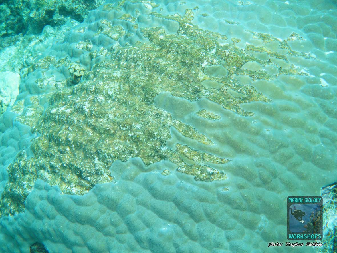 Damaged, recovering pore coral (Porites sp.) in Marsa Nakari following coral bleaching.