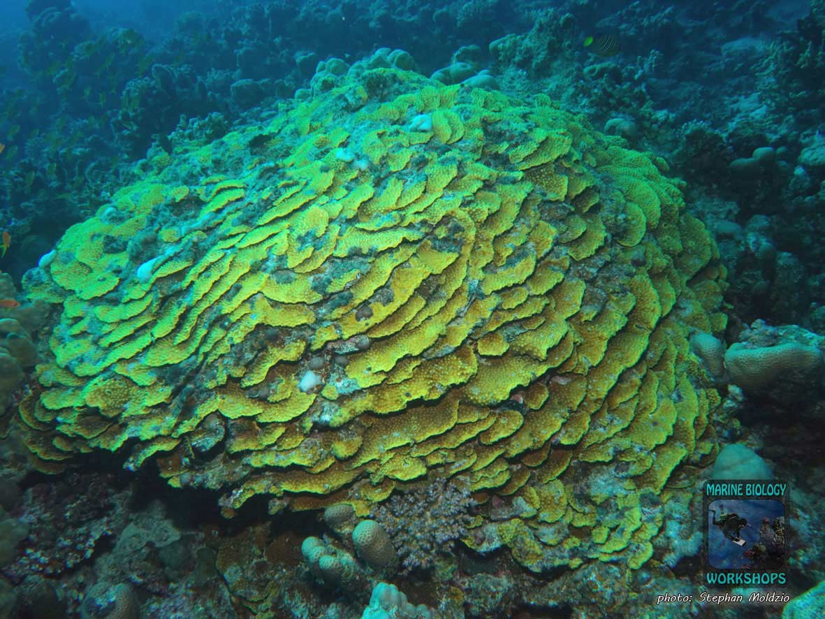 Damaged, recovering cup coral (Turbinaria reniformis) after coral bleaching