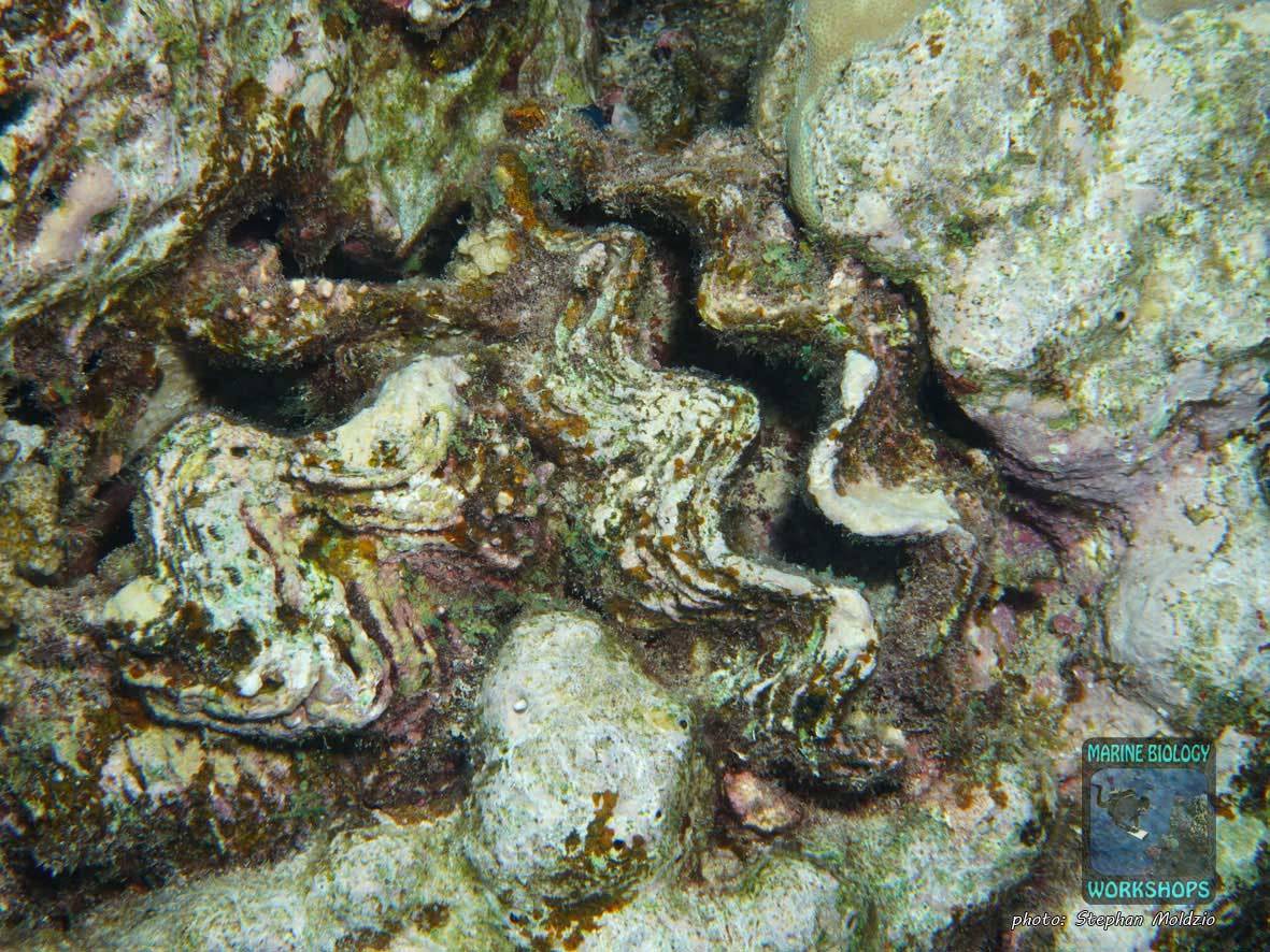 Reef shells in Marsa Shagra, Marsa Alam, Egypt