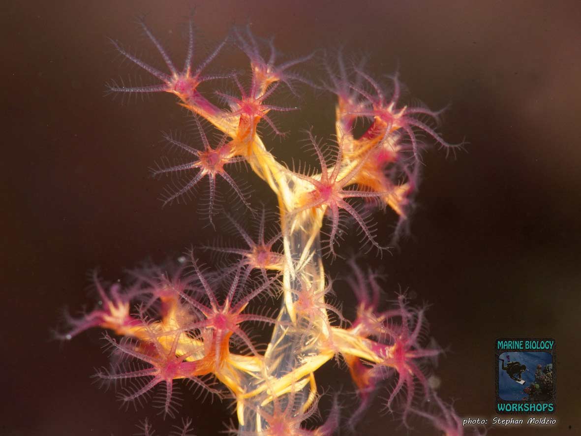 Weichkoralle Dendronephthya sp., Rotes Meer