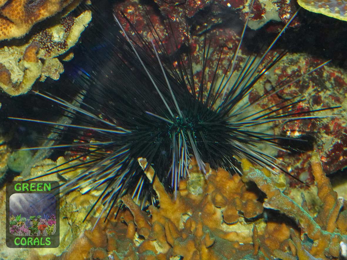 Seeigel diadema-setosum