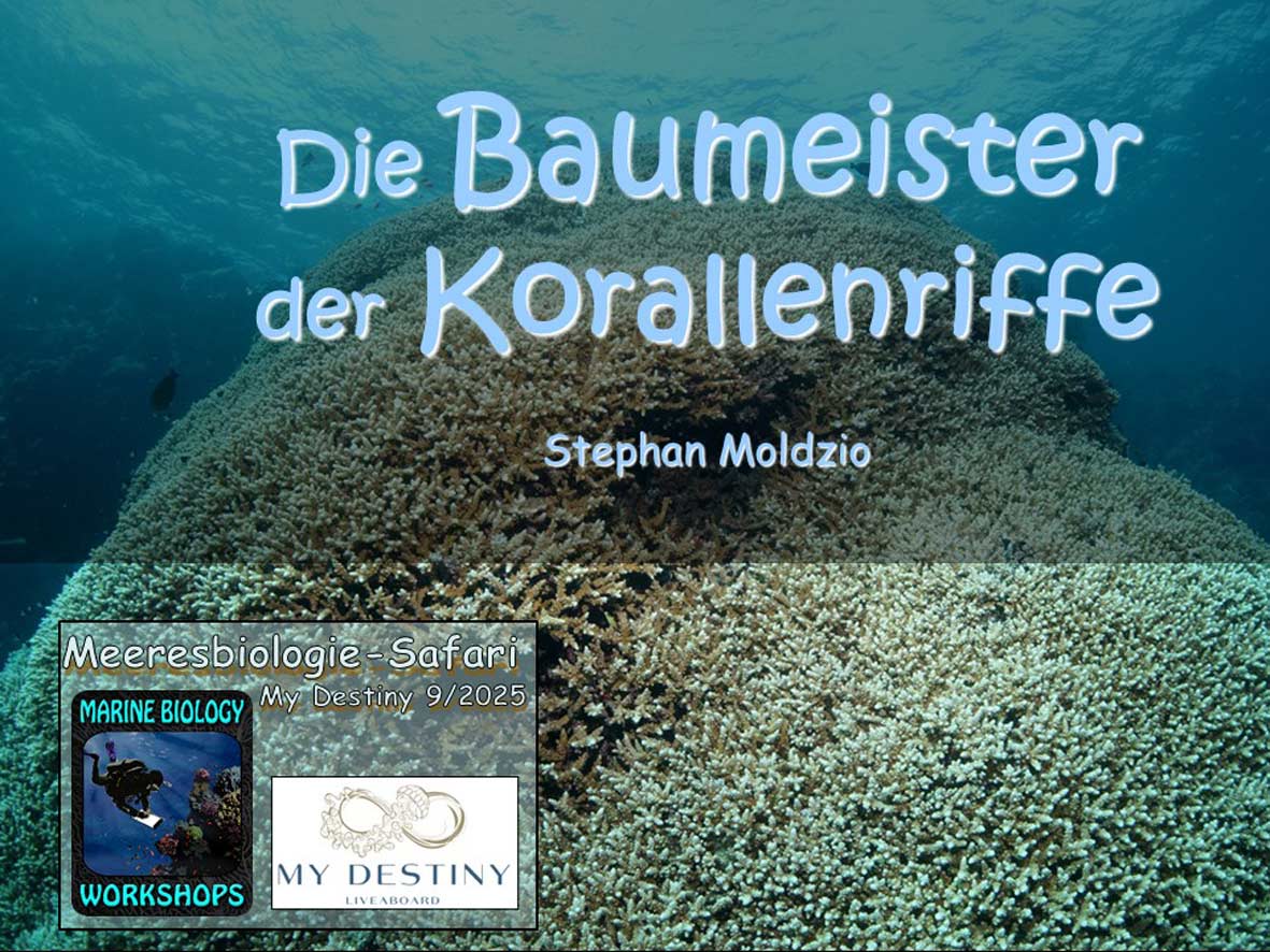 Präsentation Korallen -Baumeister der Riffe
