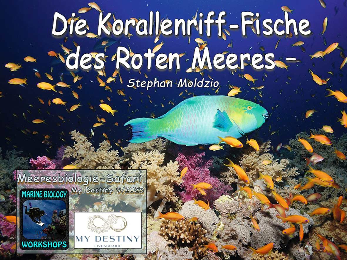 Präsentation Fische des Roten Meeres