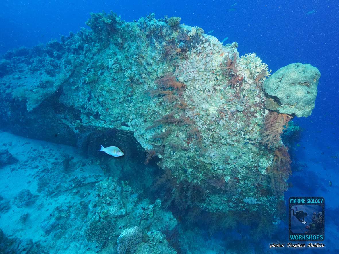Wrack der Dunraven, nördliches Rotes Meer, Ägypten