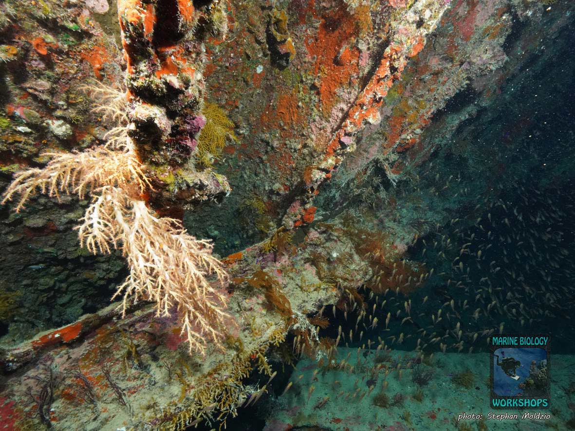 Wrack der Dunraven, nördliches Rotes Meer, Ägypten