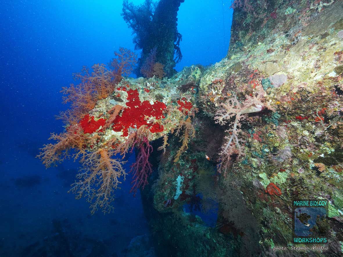 Wrack der Dunraven, nördliches Rotes Meer, Ägypten