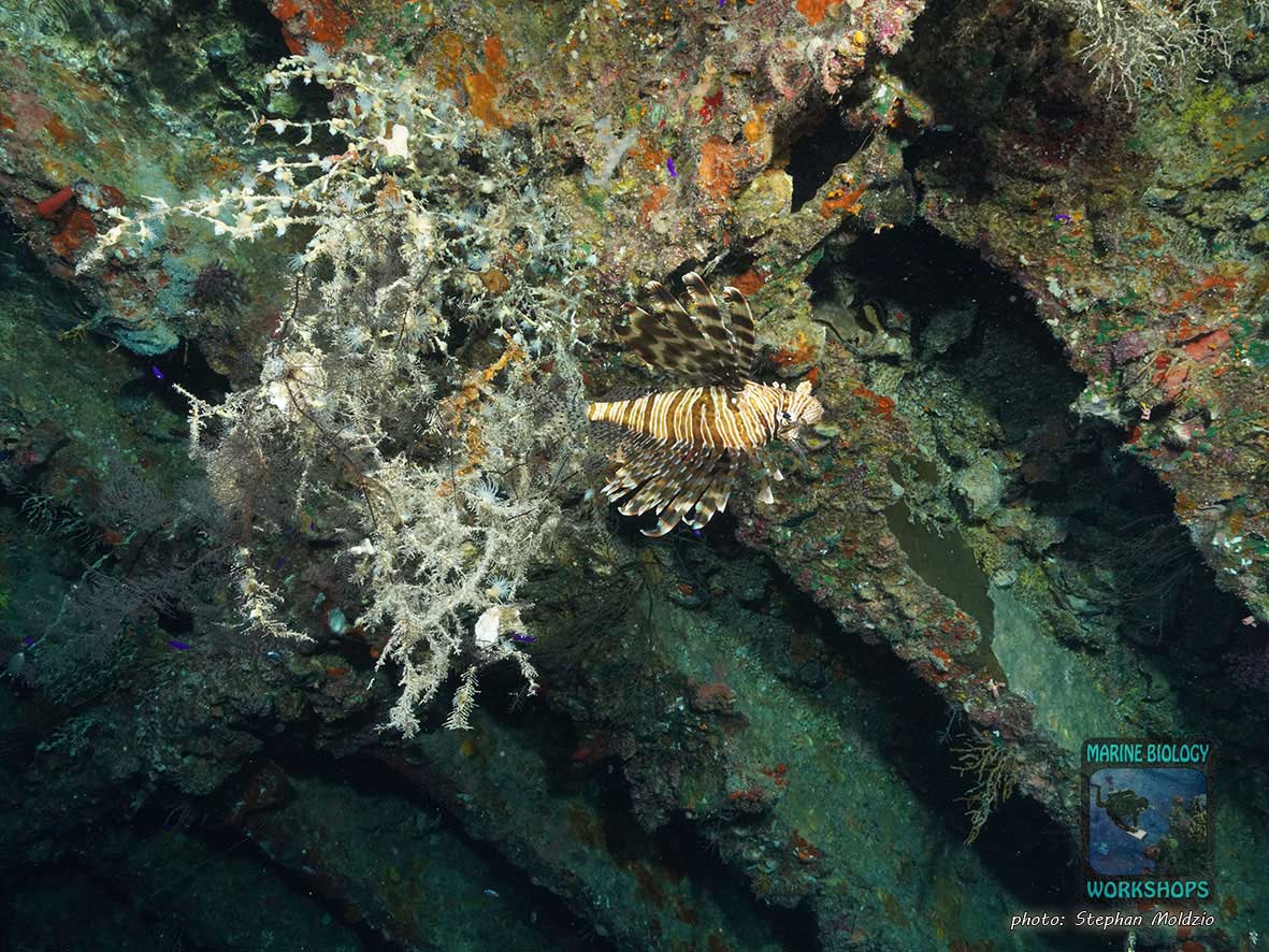 Wrack der Dunraven, nördliches Rotes Meer, Ägypten