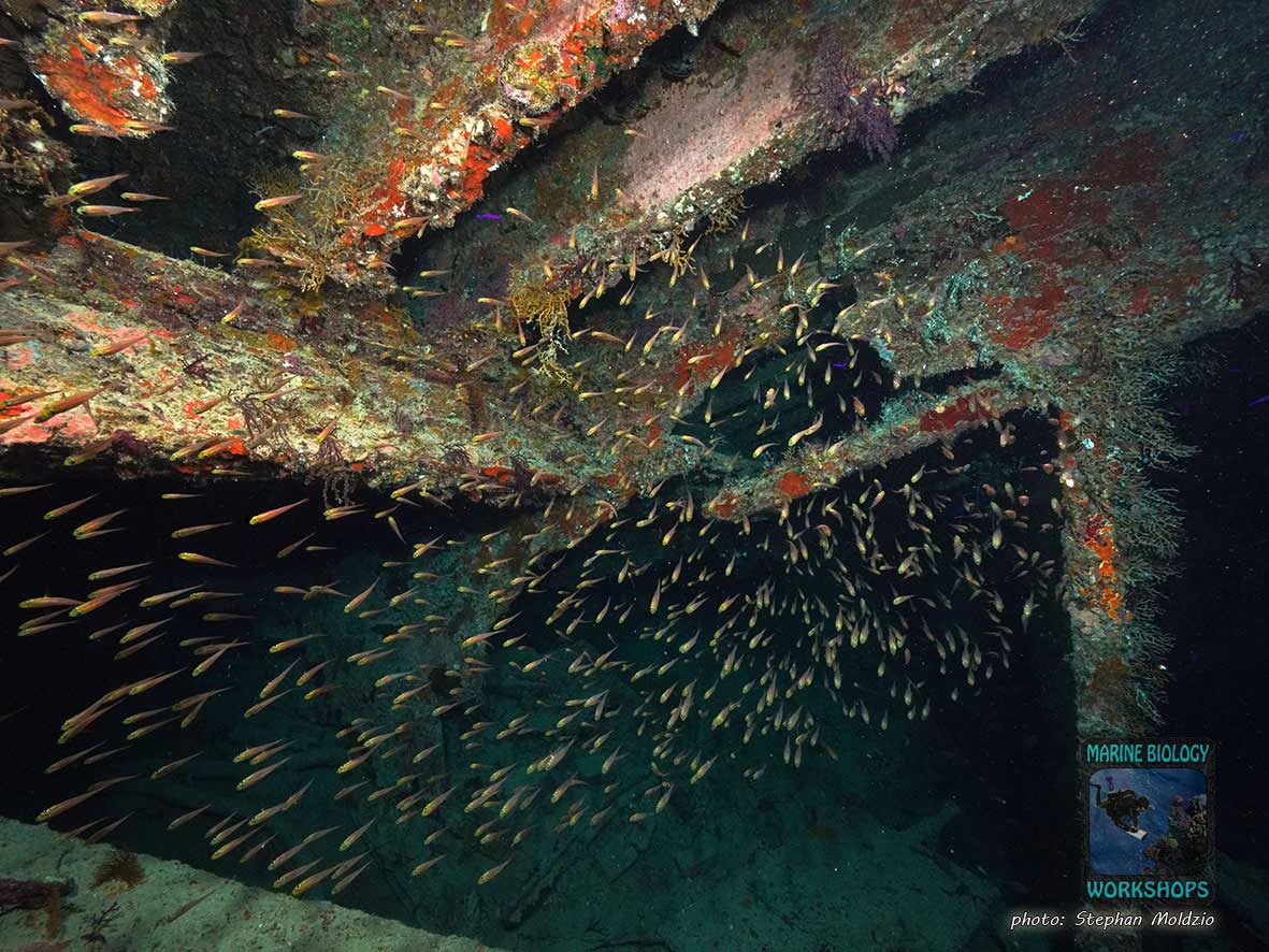 Wrack der Dunraven, nördliches Rotes Meer, Ägypten