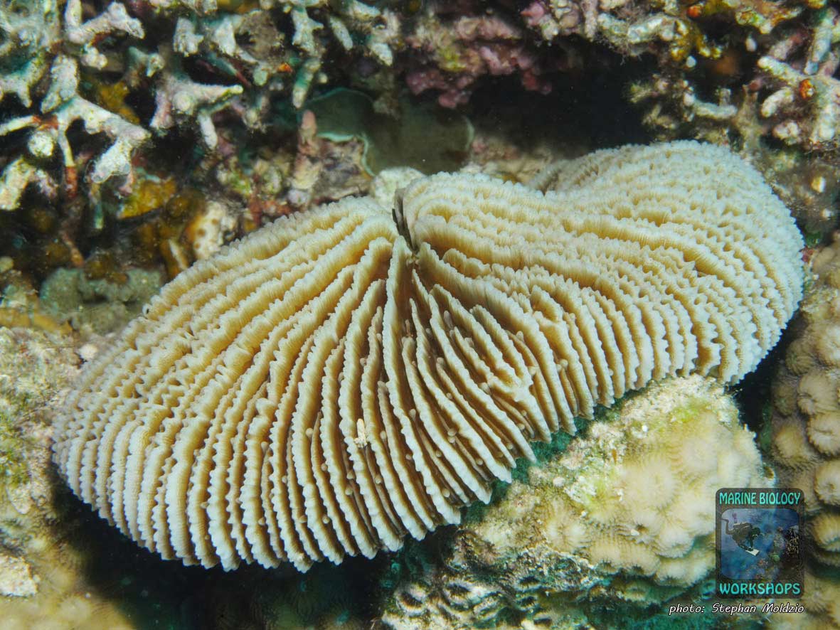 Pilzkoralle Fungia sp., Rotes Meer