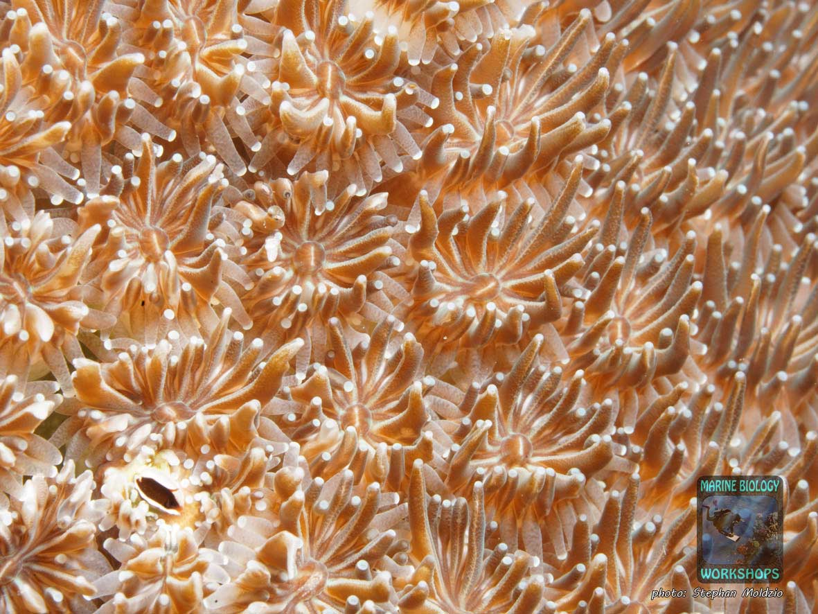 LPS Steinkoralle Galaxea, Rotes Meer