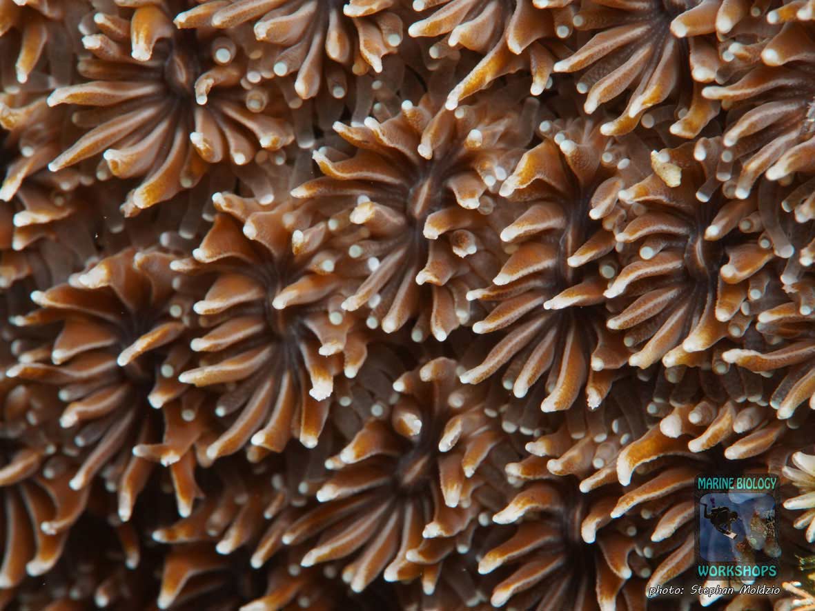 Macro shot of Galaxea fascicularis