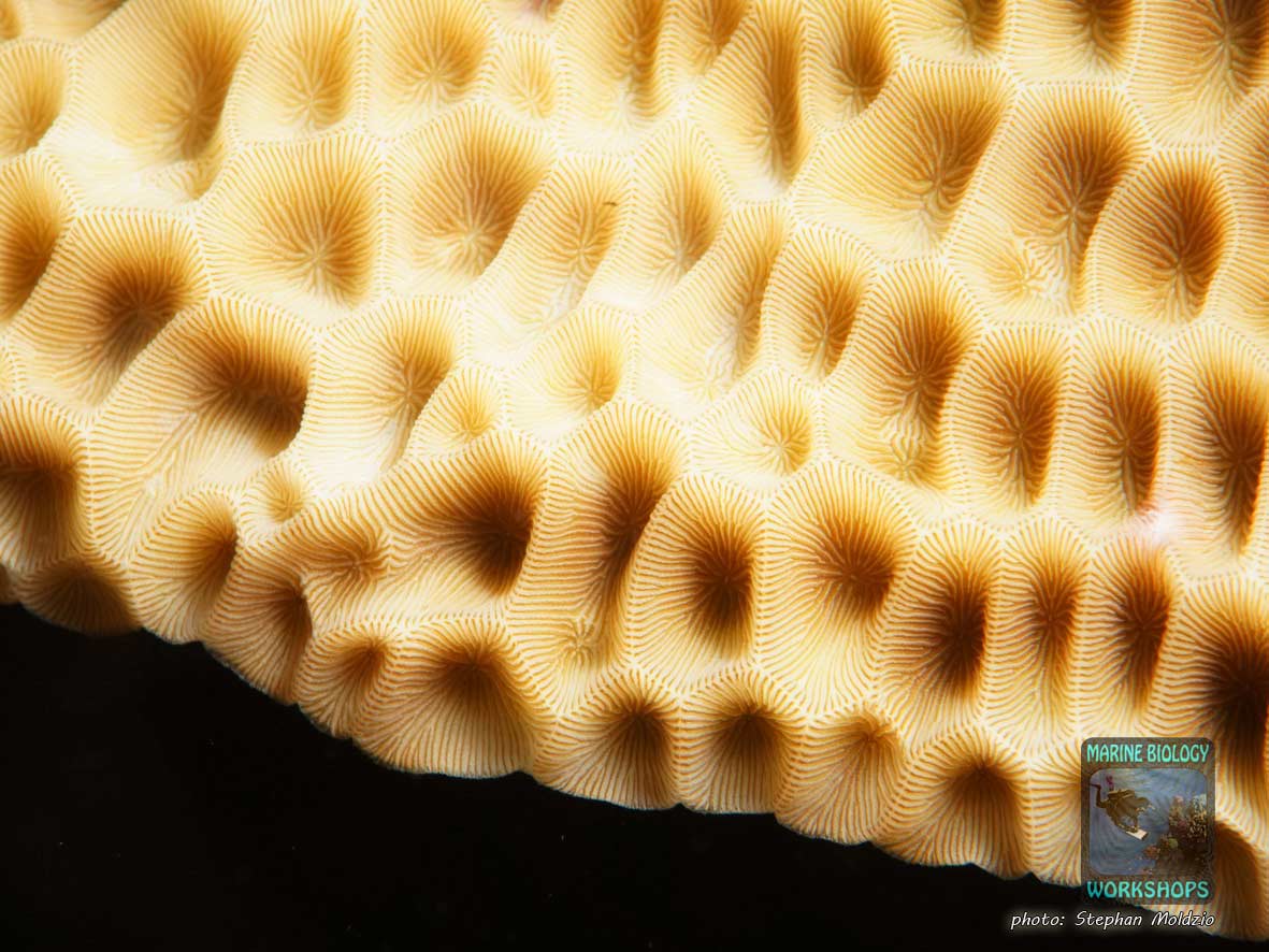 Macro shot of Gardineroseris planulata