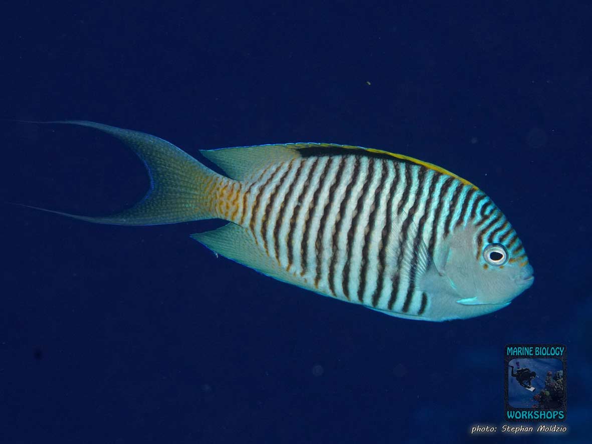 Rotmeer-Lyrakaiserfisch (Genicanthus caudovittatus)