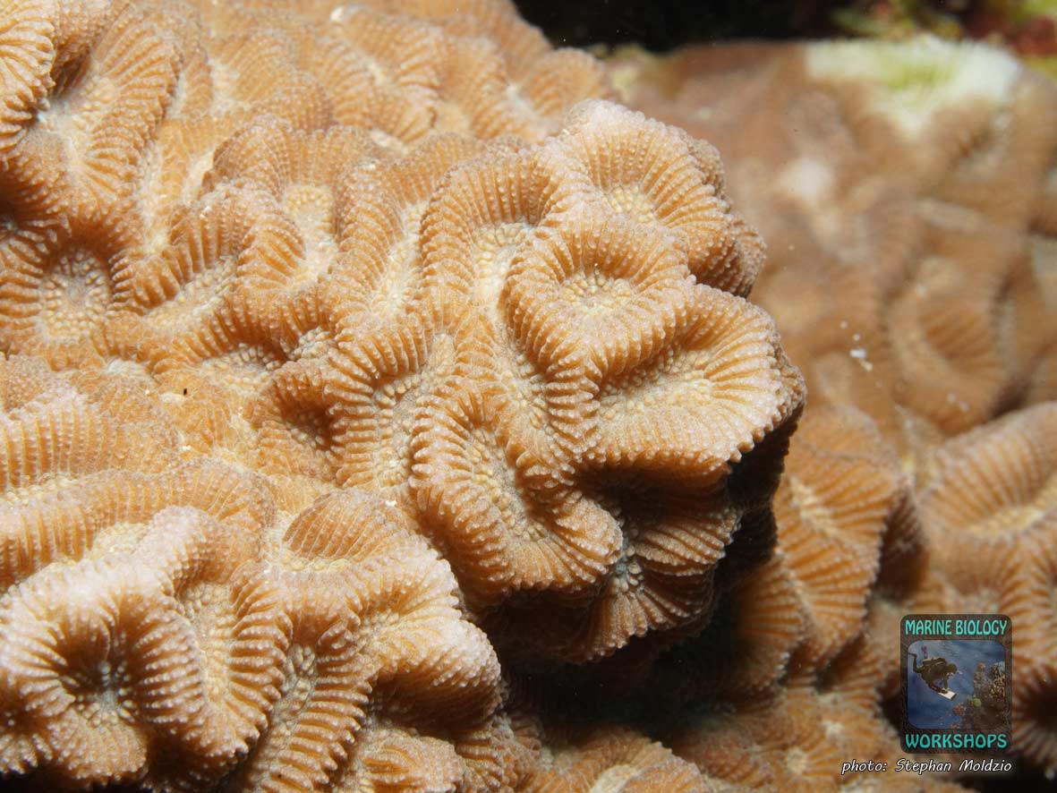 LPS Steinkoralle Goniastrea, Rotes Meer