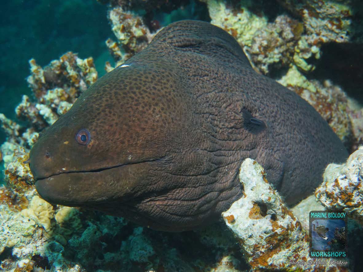 Giant moray eel (Gymnothorax javanicus) in the Red Sea