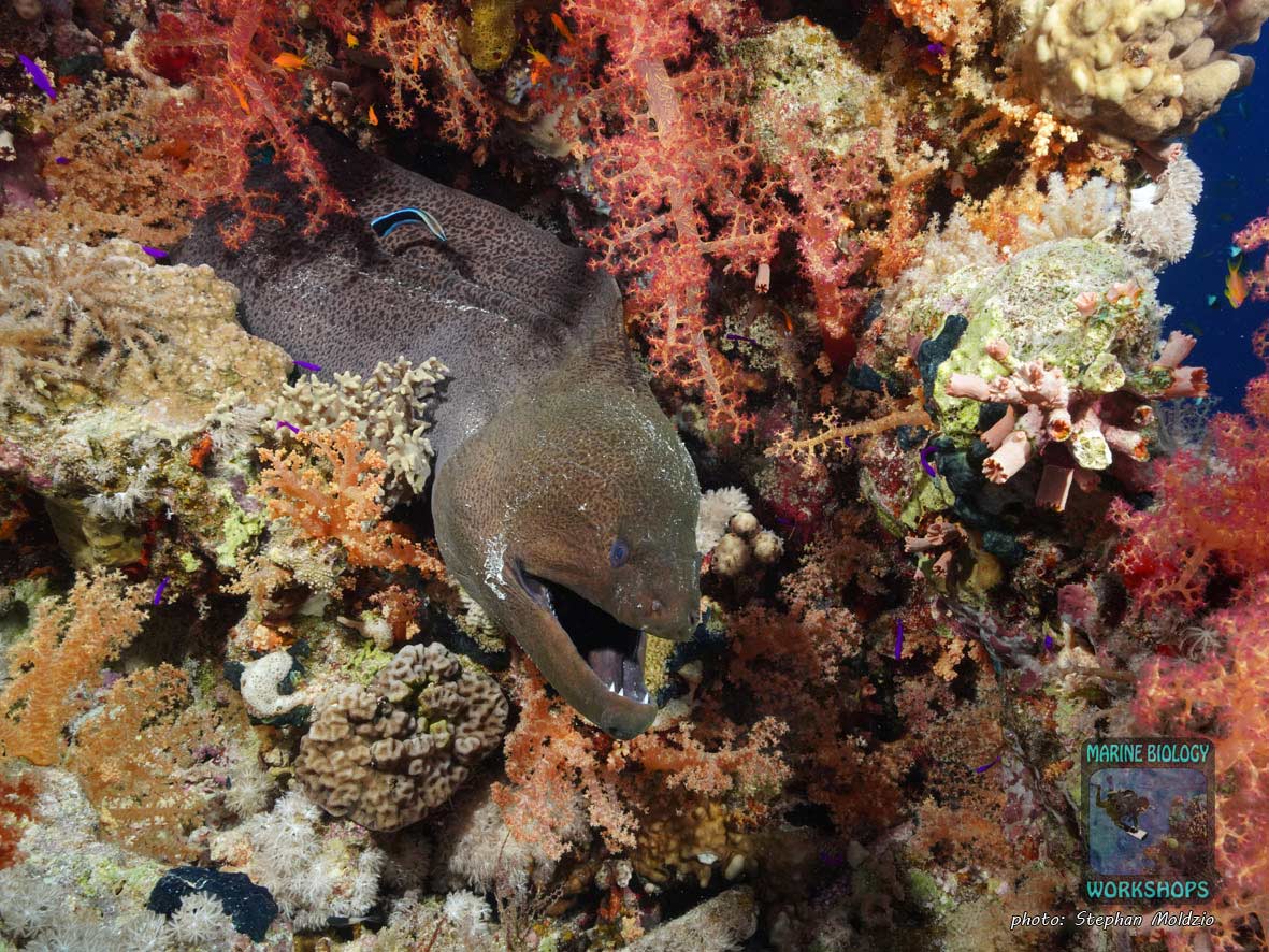 Riesenmuräne (Gymnothorax javanicus)