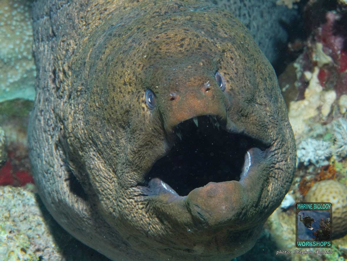 Riesenmuräne (Gymnothorax javanicus)