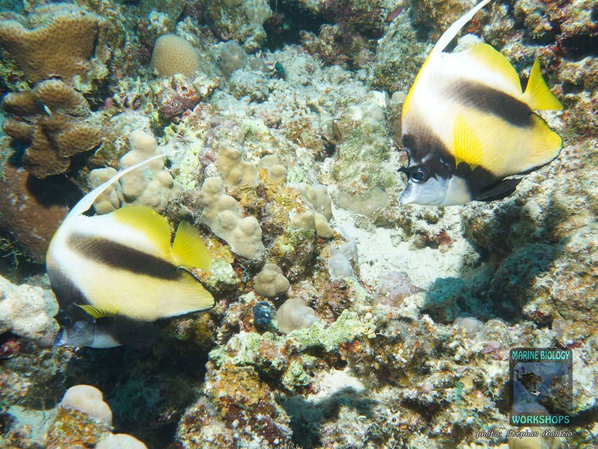 Red Sea bannerfish (Heniochus intermedius) in the Red Sea