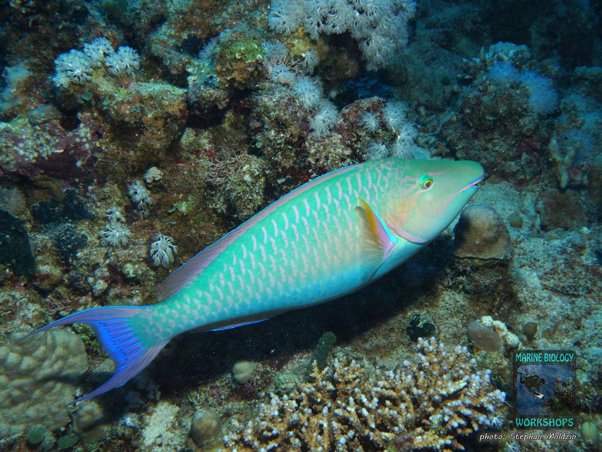 Candelamoa Parrotfish (Hipposcarus harid) in the Red Sea