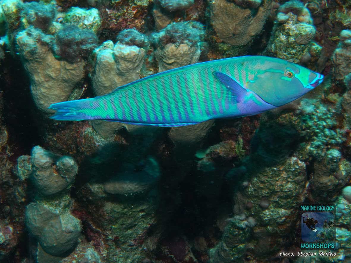 Ringed Wrasse (Hologymnosus annulatus) in Marsa Abu Dabab, Marsa Alam, Egypt.