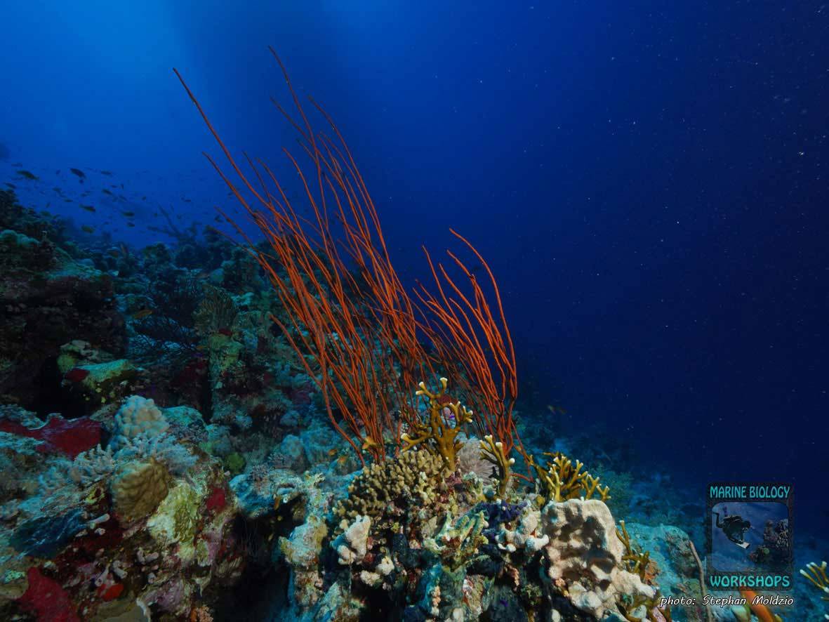 Lower reef slope at Jackson Reef, Tiran, Egypt, Red Sea