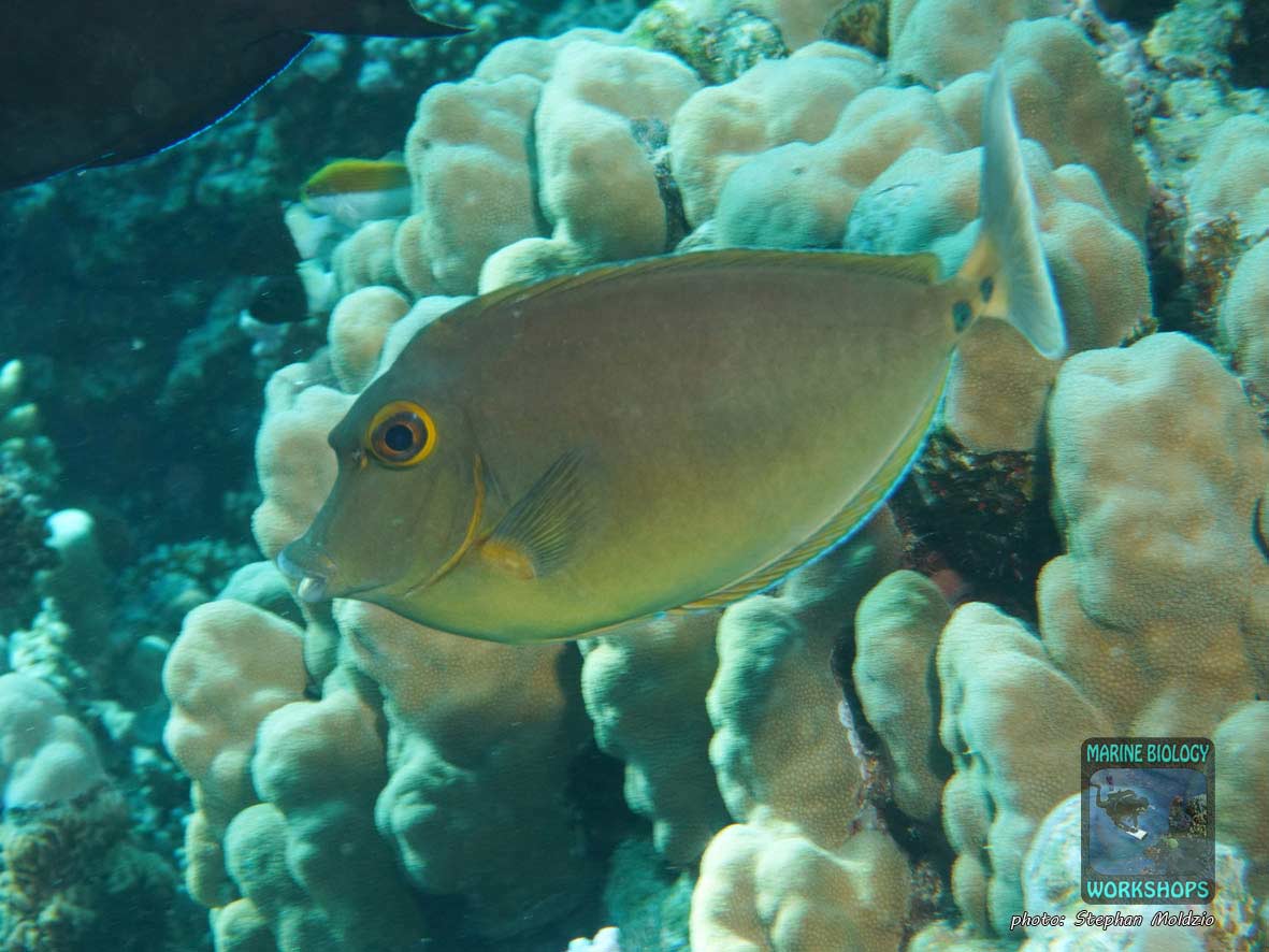 Bluespine Unicornfish (Naso unicornis) in the Red Sea