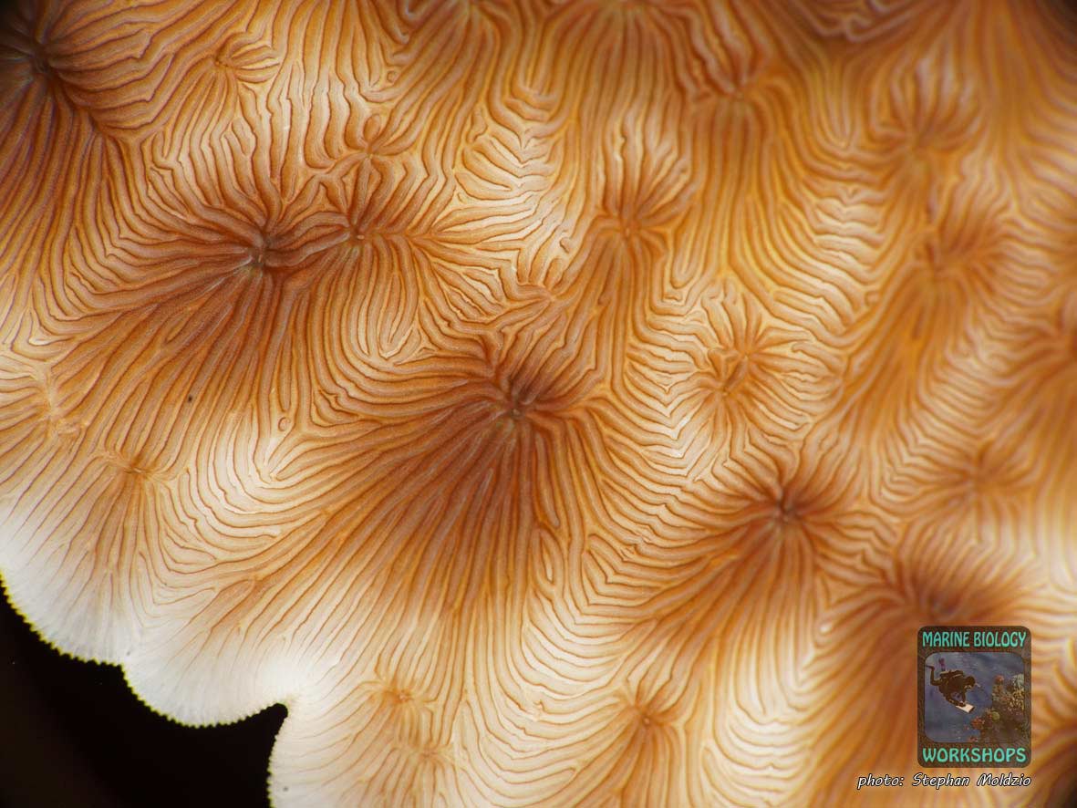 LPS Steinkoralle Leptoseris, Rotes Meer