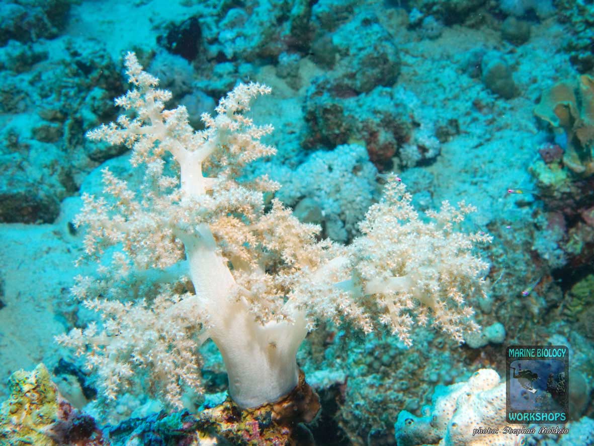 Broccoli soft coral (Lithophyton sp.) Marsa Shagra, Marsa Alam, Egypt
